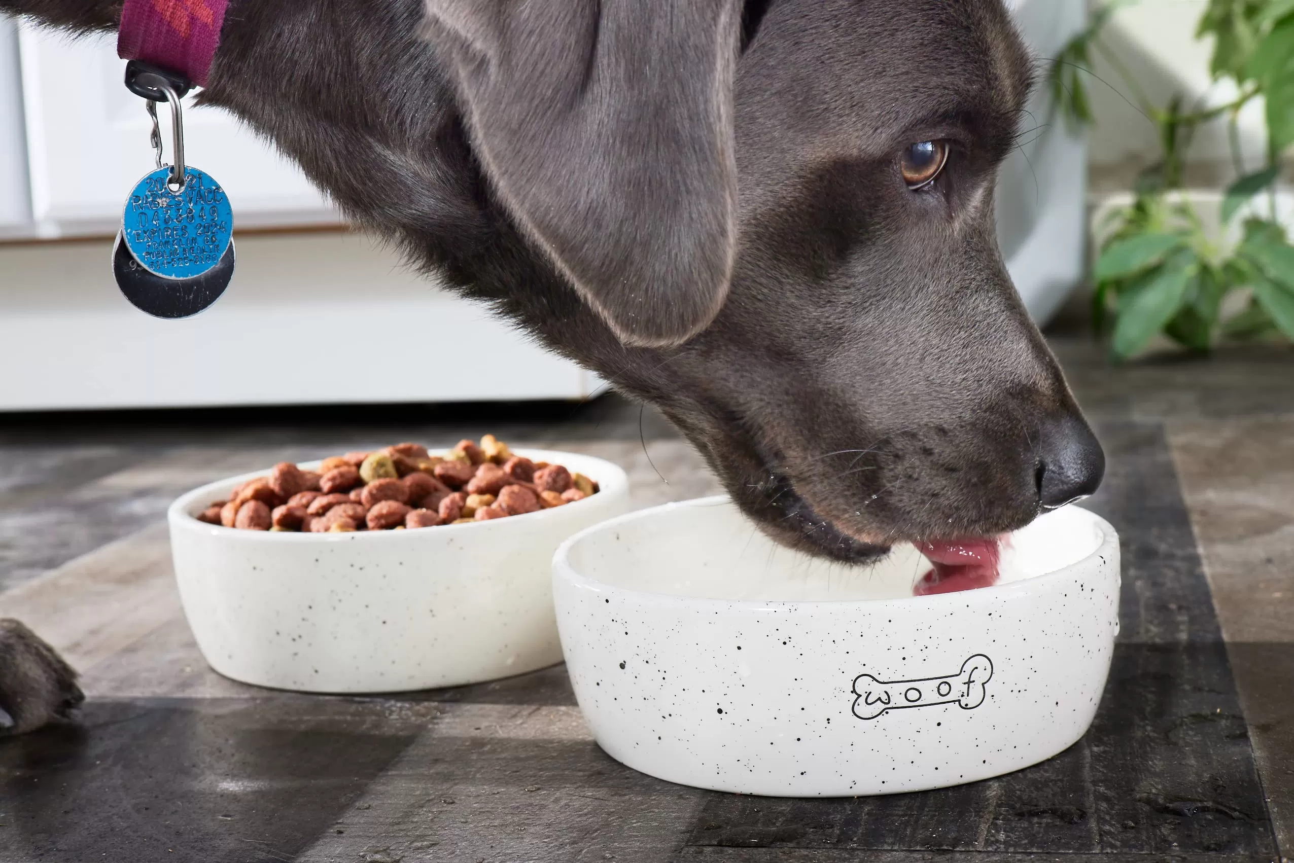  Céramique Bowl Pet Bowl China 