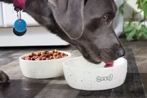 Bol de chiens en céramique de haute qualité en Chine | Solutions d'alimentation pour animaux de compagnie durables et élégantes